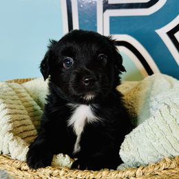 Miniature American Shepherd and Toy Australian Shepherd Puppies from Faith River Aussies