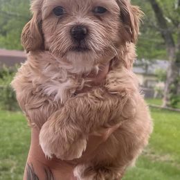 Shihpoos from Santana's Shihpoos