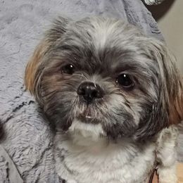 Mylo - Shih Tzu