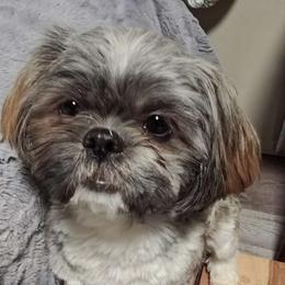 Mylo - Shih Tzu