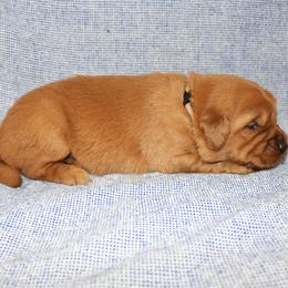 Ursula - Dark golden female Golden Retriever puppy in New Weston, Ohio from Bertke AKC Golden Retrievers and Bernese Mountain Dogs