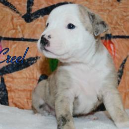 Creel - male Alapaha Blue Blood Bulldog puppy in Walbridge, Ohio from United Alapaha Bulldogs