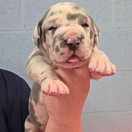 Sparkle blue harlequin - Harlequin female Great Dane puppy in Port Clinton, Ohio from LakeSide Danes