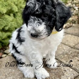 Goldendoodle Puppies from Ohio Down Home Doodles
