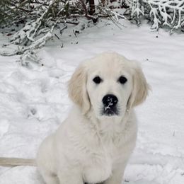 Golden Retriever Puppies from MayHaven English Cream Retrievers