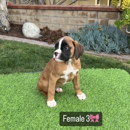 Female 3 - Boxer