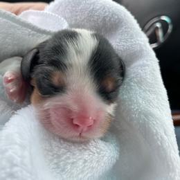 Tri Girl - Tri-color female Cavalier King Charles Spaniel puppy in Meredith, New Hampshire from Meant To Be Cavalier King Charles Spaniels