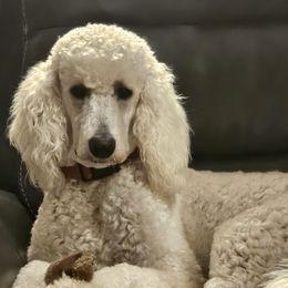 Charlee - Goldendoodle