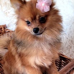 Ginger - Orange sable female Pomeranian puppy in Riverside, California from Marie's Sweetie Poms