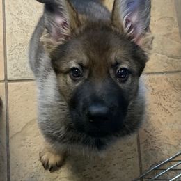 German Shepherd Puppies from von Heitzig