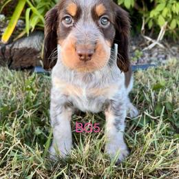 BG5 - Tri-Roan female English Springer Spaniel puppy in Britton, South Dakota from K&S Canines