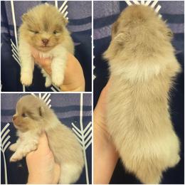 Cosmo - Chocolate merle male Pomeranian puppy in Washington, North Carolina from Grace's Poms🐾💕