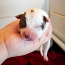 Nimh (ASDR) - Red speckled male Australian Cattle Dog puppy in Marana, Arizona from Impact 3rd Australian Cattle Dogs