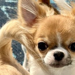 TINY Gilette $3000 - Chihuahua puppy in Spring Hill, Florida from Stardom Chihuahuas