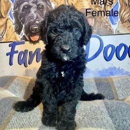 Mars - Black female Labradoodle puppy in Kingston, Georgia from CC Familydoodles