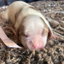 Snow - Blenheim female Cavalier King Charles Spaniel puppy in Ore City, Texas from Castle Grogan Cavaliers