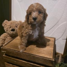 White collar boy - Apricot male Goldendoodle puppy in Bristol, Tennessee from 4goldendoodles