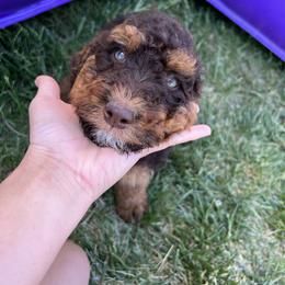 Bernedoodle Puppies from Over the Moon Poodles and Doodles