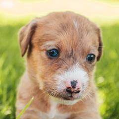 Aussiedoodle and Leopardoodle Puppies from A Puppy Crush