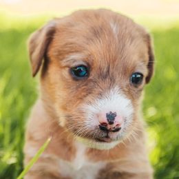Aussiedoodle and Leopardoodle Puppies from A Puppy Crush