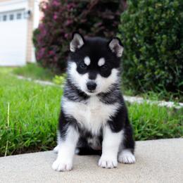 Shade - Black and white female Siberian Husky puppy in Greenville, North Carolina from Ivie Huskies