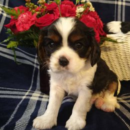 Cavalier King Charles Spaniel Puppies from Otter Bee Cavaliers