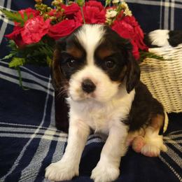 Cavalier King Charles Spaniel Puppies from Otter Bee Cavaliers