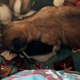Kate Connery(now Frida) - Chocolate and tan female Chihuahua puppy in Amelia, Virginia from Pannell’s Precious Pups