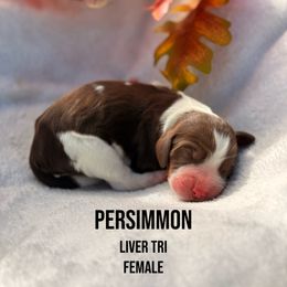 Persimmon - Liver white and tan female English Springer Spaniel puppy in Uvalda, Georgia from Willow Creek Farms