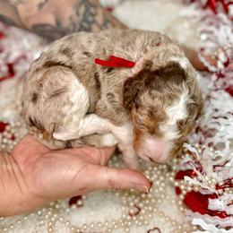 Bernedoodle, Goldendoodle, and Poodle Puppies from Poodle and Doodle Haven