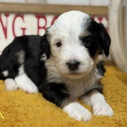 Nyx - Tri-color female Bernedoodle puppy in Henry, Illinois from Rowe Farms Doodles