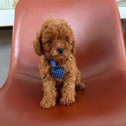 Thor - Red  male Goldendoodle puppy in Charlotte, North Carolina from Barkins and Company