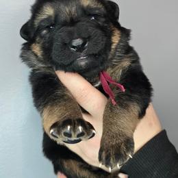 Brown - Black and tan male German Shepherd puppy in Tony, Wisconsin from Muddy Acres German Shepherds