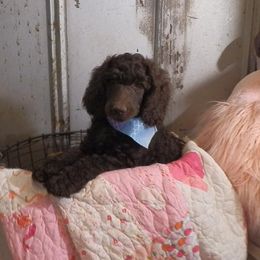 Poodle Puppies from Twisted Oak Poodles