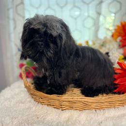 AKC Bling Bling - Black and white male Shih Tzu puppy in Elgin, South Carolina from Silver Bells Paw Prints