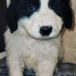 Great Pyrenees and Newfoundlands from Sweet’s Gentle Giants
