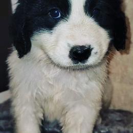 Great Pyrenees and Newfoundlands from Sweet’s Gentle Giants