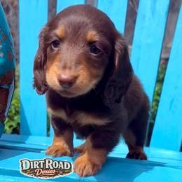 Violet - Chocolate and tan female Dachshund puppy in O'donnell, Texas from Dirt Road Doxies