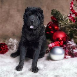 Fluff - Chinese Shar-Pei