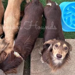 Basset Hounds and Dachshunds from The Gorman Hounds