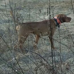 Vizsla Puppies from Mill Pond Farm Vizslas