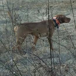 Vizsla Puppies from Mill Pond Farm Vizslas