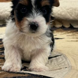 Will Boy K-2 - Biewer Terrier puppy from Golden Corner Puppies