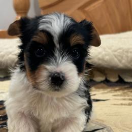 Will Boy K-2 - Biewer Terrier puppy from Golden Corner Puppies