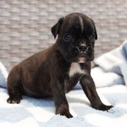 Quentin - Brindle male Boxer puppy in Warsaw, New York from Hillview Kennels