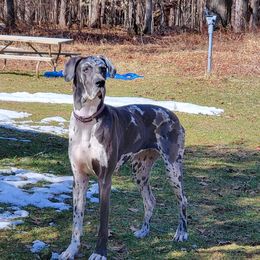 Great Dane All Grown Up from Victory Danes