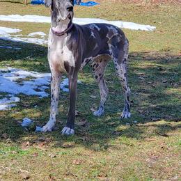 Great Dane All Grown Up from Victory Danes