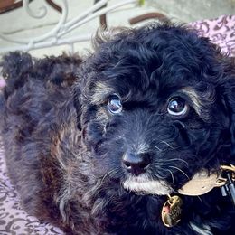 Cockapoo Puppies from Southern Belle Cockapoos
