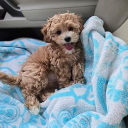 Bagel - Apricot female Maltipoo puppy in Washington from Mt.BakerPoodles&Doodles