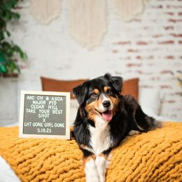 Australian Shepherds from Foxhill Farm Australian Shepherds